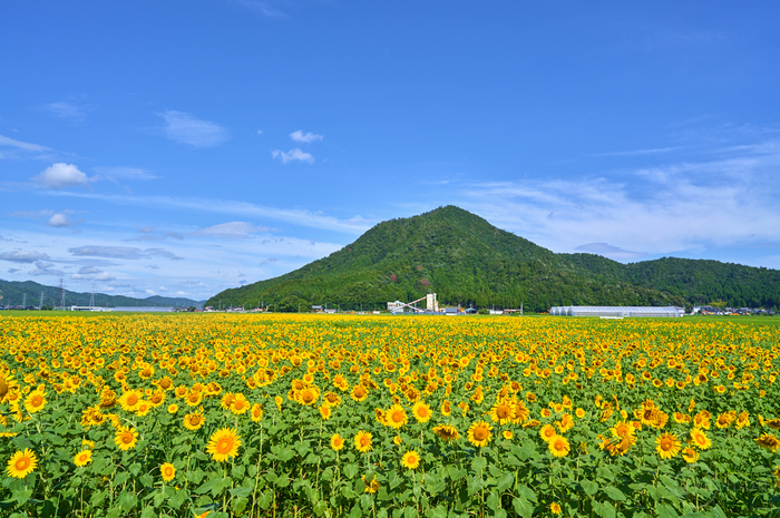 シグマ SIGMA 20mm F1.4 DG DN | Art ／ 福井 若狭 小浜宮川ひまわり園